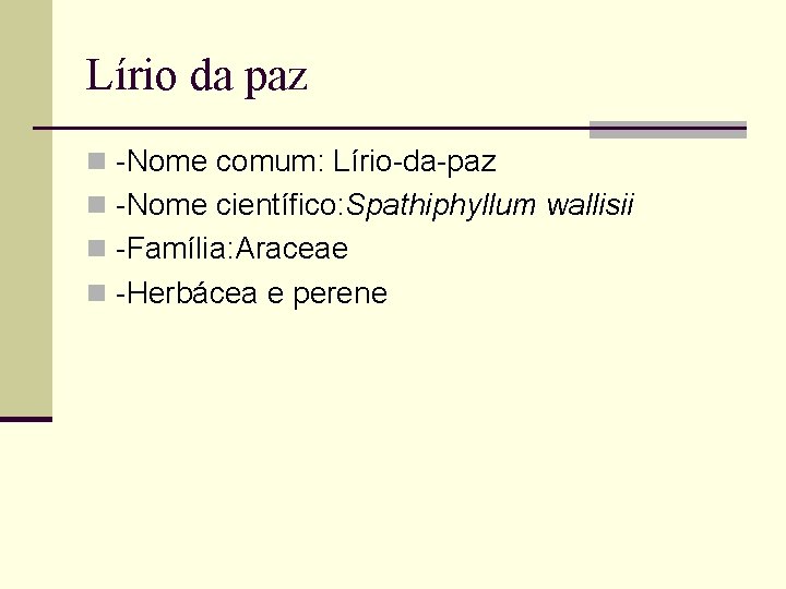 Lírio da paz n -Nome comum: Lírio-da-paz n -Nome científico: Spathiphyllum wallisii n -Família: