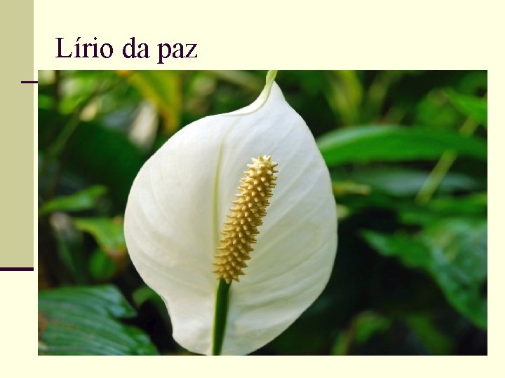 Lírio da paz 