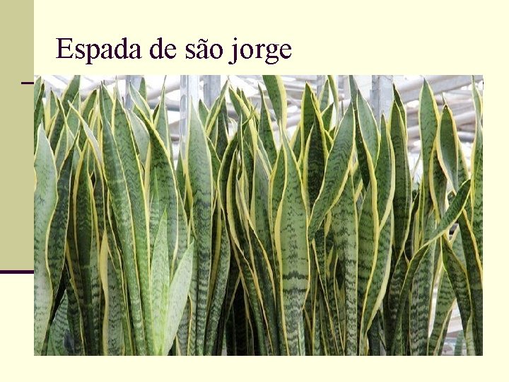 Espada de são jorge 