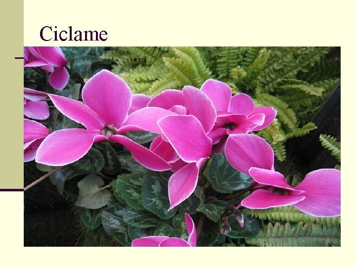 Ciclame 