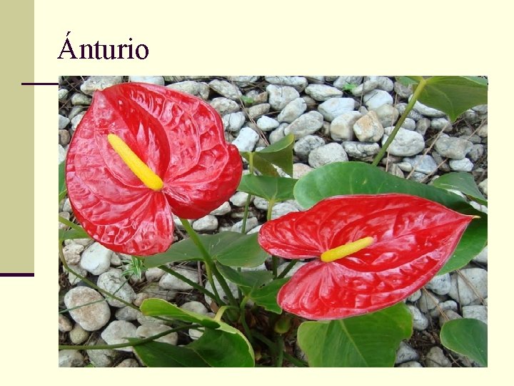 Ánturio 