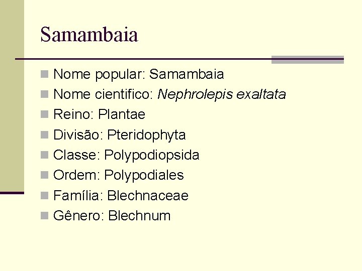 Samambaia n Nome popular: Samambaia n Nome cientifico: Nephrolepis exaltata n Reino: Plantae n