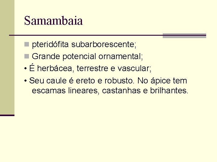 Samambaia n pteridófita subarborescente; n Grande potencial ornamental; • É herbácea, terrestre e vascular;