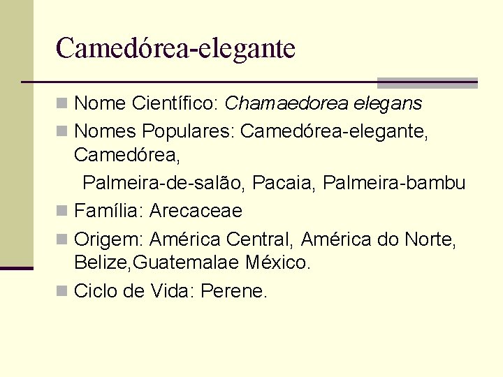 Camedórea-elegante n Nome Científico: Chamaedorea elegans n Nomes Populares: Camedórea-elegante, Camedórea, Palmeira-de-salão, Pacaia, Palmeira-bambu