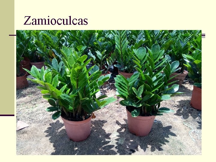 Zamioculcas 