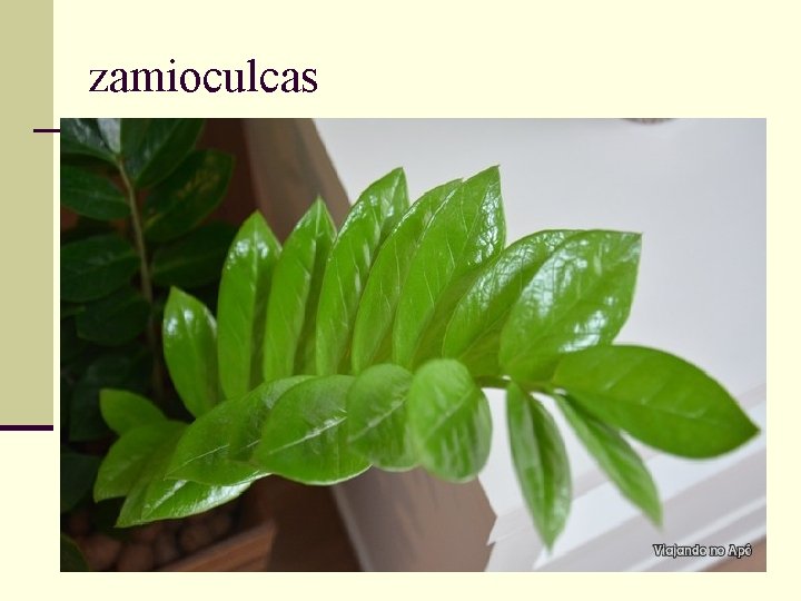 zamioculcas 