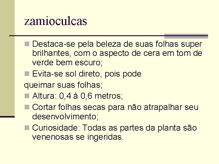 zamioculcas n Destaca-se pela beleza de suas folhas super brilhantes, com o aspecto de