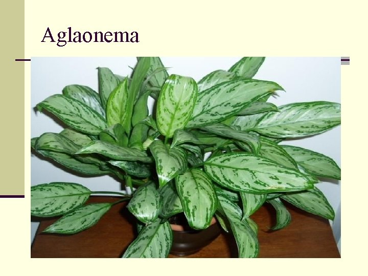 Aglaonema 