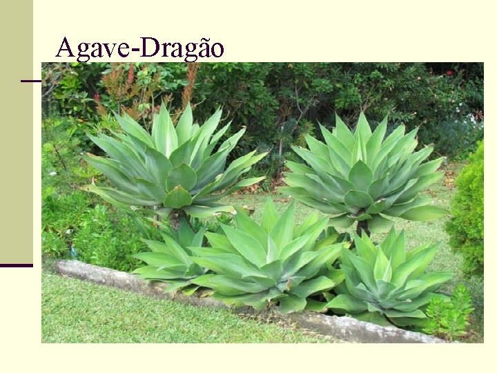 Agave-Dragão 