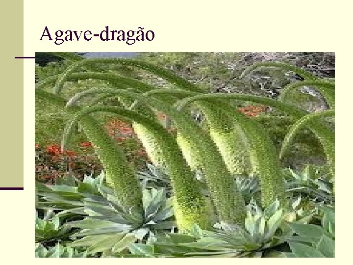 Agave-dragão 