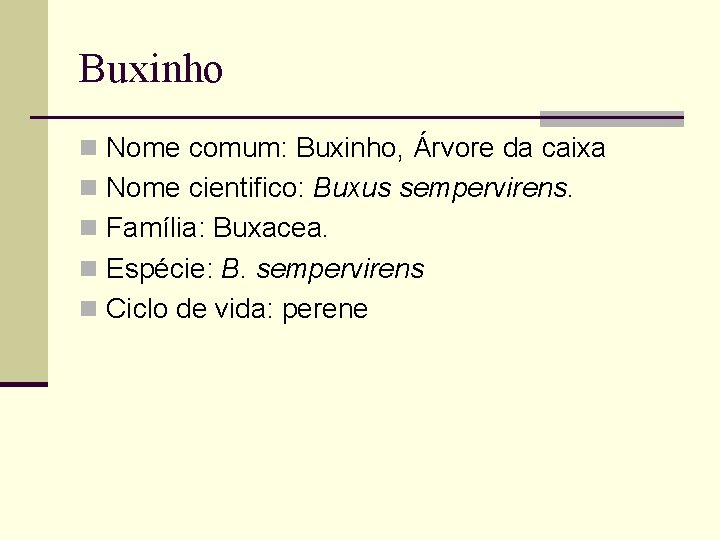 Buxinho n Nome comum: Buxinho, Árvore da caixa n Nome cientifico: Buxus sempervirens. n