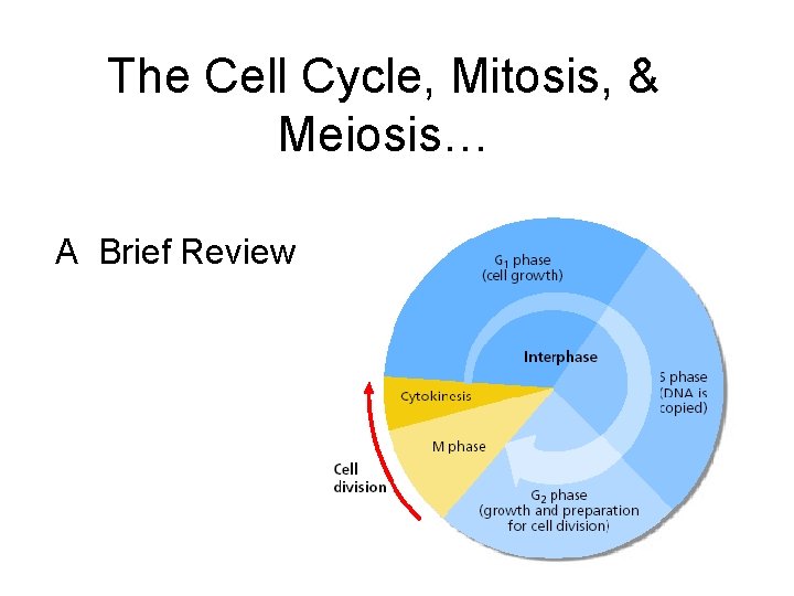 The Cell Cycle, Mitosis, & Meiosis… A Brief Review 