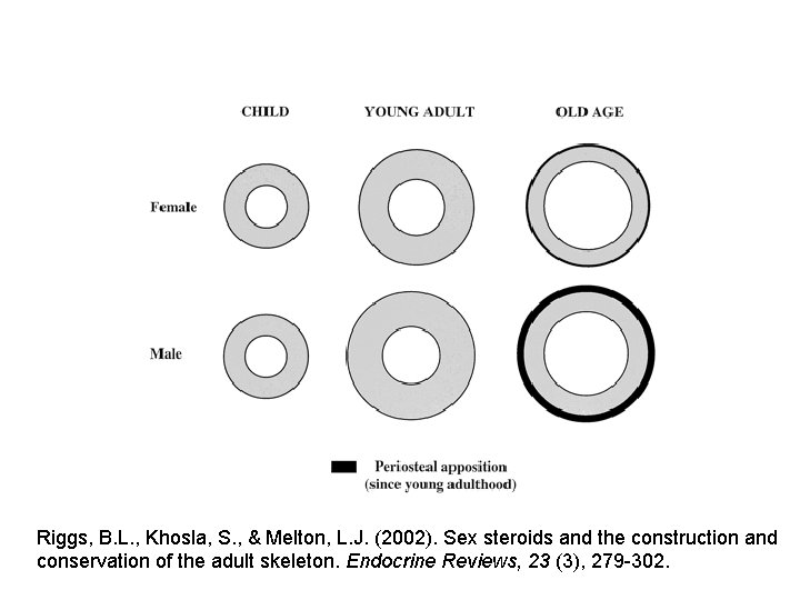 Riggs, B. L. , Khosla, S. , & Melton, L. J. (2002). Sex steroids Riggs, B. L. , Khosla, S. , & Melton, L. J. (2002). Sex steroids