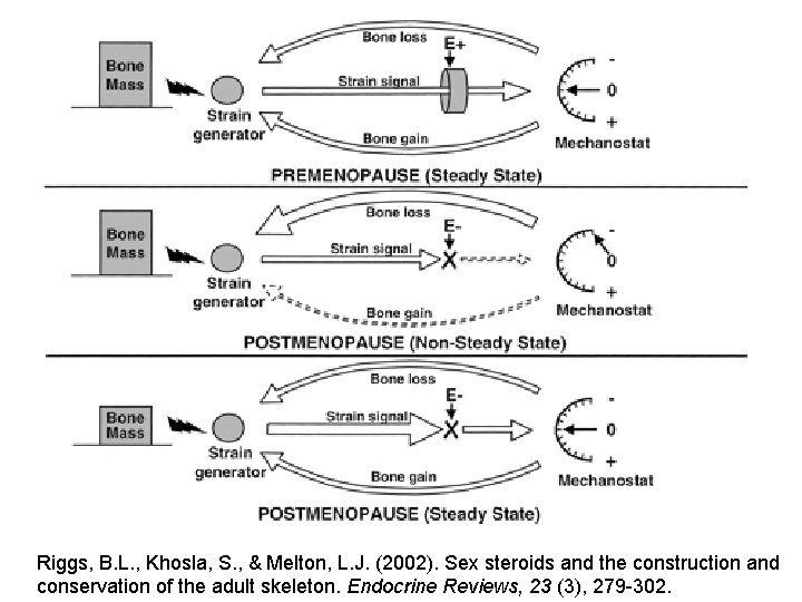 Riggs, B. L. , Khosla, S. , & Melton, L. J. (2002). Sex steroids Riggs, B. L. , Khosla, S. , & Melton, L. J. (2002). Sex steroids