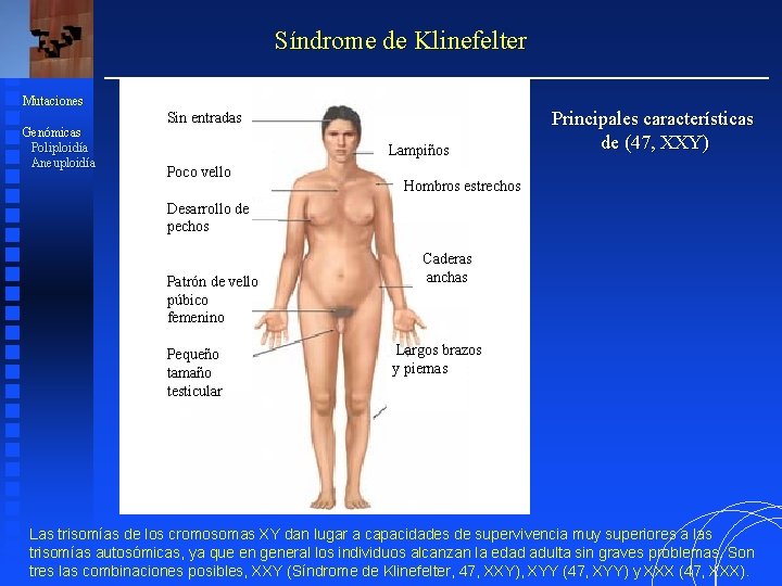 Síndrome de Klinefelter Mutaciones Genómicas Poliploidía Aneuploidía Sin entradas Lampiños Poco vello Principales características