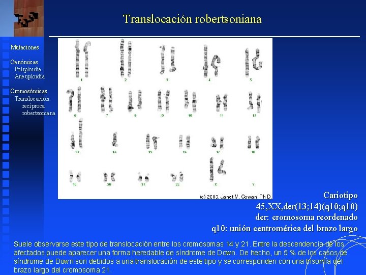 Translocación robertsoniana Mutaciones Genómicas Poliploidía Aneuploidía Cromosómicas Translocación recíproca robertsoniana Cariotipo 45, XX, der(13;