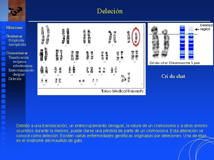 Deleción Mutaciones Genómicas Poliploidía Aneuploidía Cromosómicas Translocación recíproca robertsoniana Entrecruzamiento desigual Deleción Cri du