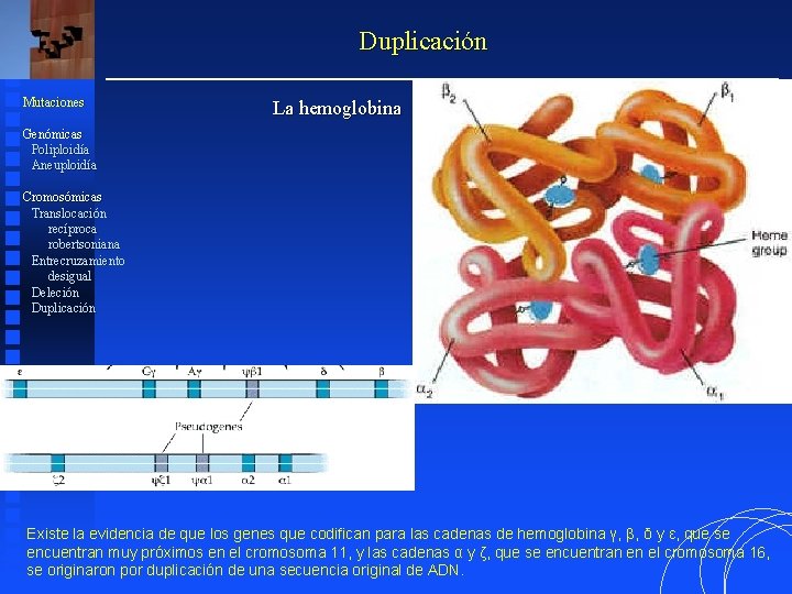 Duplicación Mutaciones La hemoglobina Genómicas Poliploidía Aneuploidía Cromosómicas Translocación recíproca robertsoniana Entrecruzamiento desigual Deleción