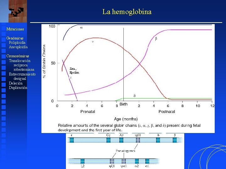 La hemoglobina Mutaciones Genómicas Poliploidía Aneuploidía Cromosómicas Translocación recíproca robertsoniana Entrecruzamiento desigual Deleción Duplicación