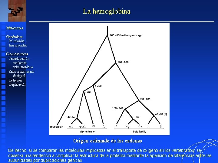 La hemoglobina Mutaciones Genómicas Poliploidía Aneuploidía Cromosómicas Translocación recíproca robertsoniana Entrecruzamiento desigual Deleción Duplicación