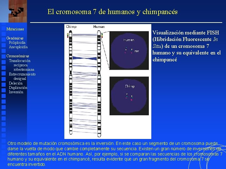 El cromosoma 7 de humanos y chimpancés Mutaciones Genómicas Poliploidía Aneuploidía Cromosómicas Translocación recíproca