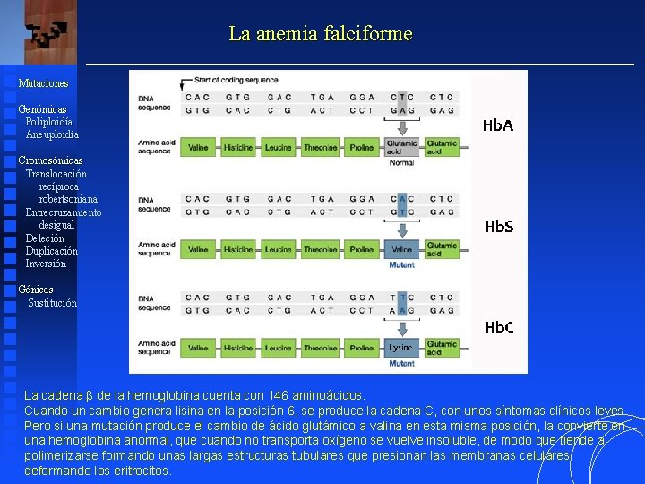 La anemia falciforme Mutaciones Genómicas Poliploidía Aneuploidía Cromosómicas Translocación recíproca robertsoniana Entrecruzamiento desigual Deleción