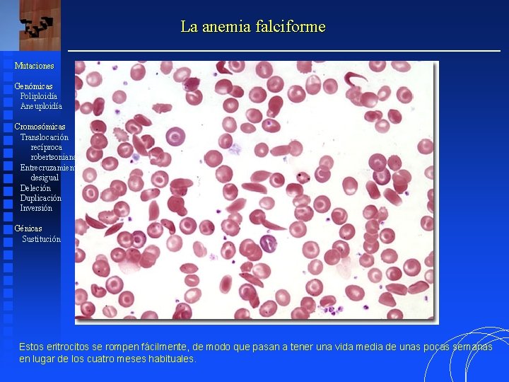La anemia falciforme Mutaciones Genómicas Poliploidía Aneuploidía Cromosómicas Translocación recíproca robertsoniana Entrecruzamiento desigual Deleción