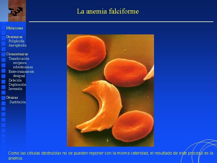 La anemia falciforme Mutaciones Genómicas Poliploidía Aneuploidía Cromosómicas Translocación recíproca robertsoniana Entrecruzamiento desigual Deleción