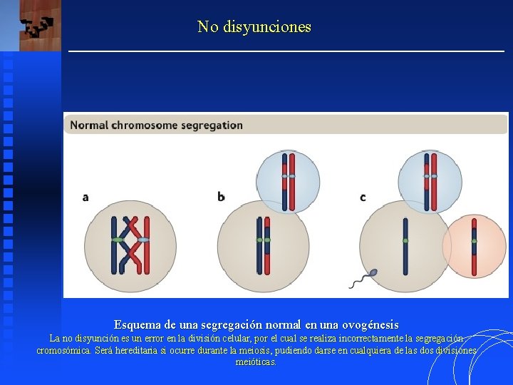 No disyunciones Esquema de una segregación normal en una ovogénesis La no disyunción es