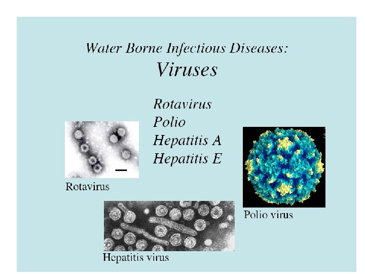 Biological pollution �Escherichia coli �Vibrio sp 