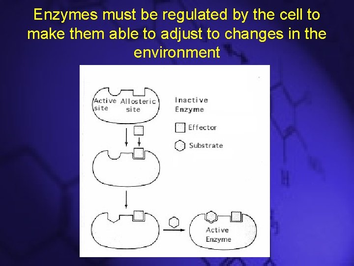 Enzymes must be regulated by the cell to make them able to adjust to