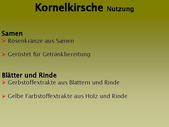 Kornelkirsche Nutzung Samen, Blätter, Rinde Samen Ø Rosenkränze aus Samen Ø Geröstet für Getränkbereitung