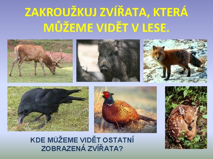 ZAKROUŽKUJ ZVÍŘATA, KTERÁ MŮŽEME VIDĚT V LESE. KDE MŮŽEME VIDĚT OSTATNÍ ZOBRAZENÁ ZVÍŘATA? 