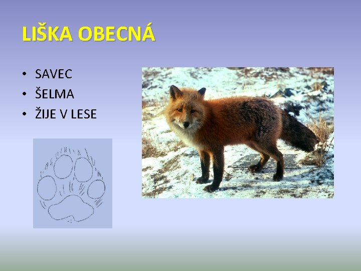 LIŠKA OBECNÁ • SAVEC • ŠELMA • ŽIJE V LESE 
