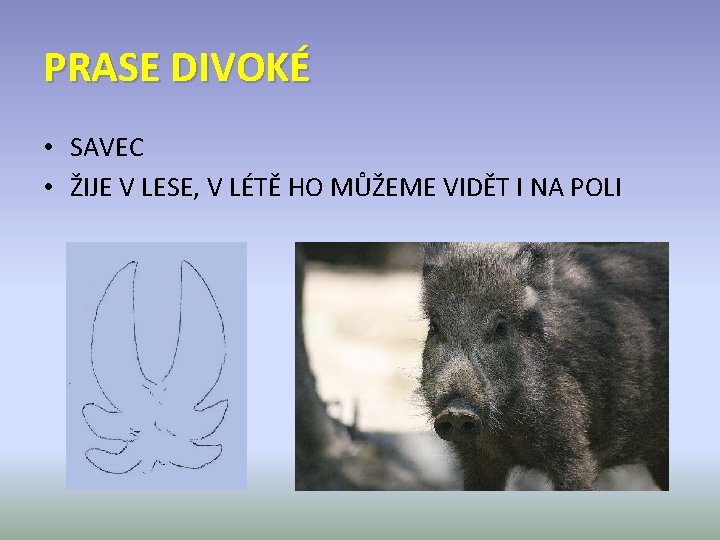 PRASE DIVOKÉ • SAVEC • ŽIJE V LESE, V LÉTĚ HO MŮŽEME VIDĚT I