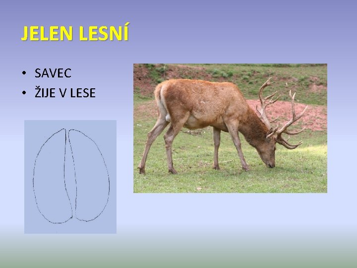 JELEN LESNÍ • SAVEC • ŽIJE V LESE 