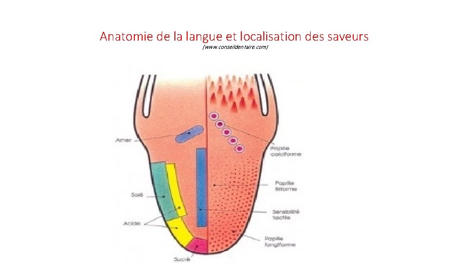 Anatomie de la langue et localisation des saveurs (www. conseildentaire. com) 