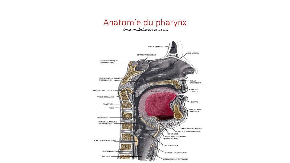 Anatomie du pharynx (www. medecine-et-sante. com) 