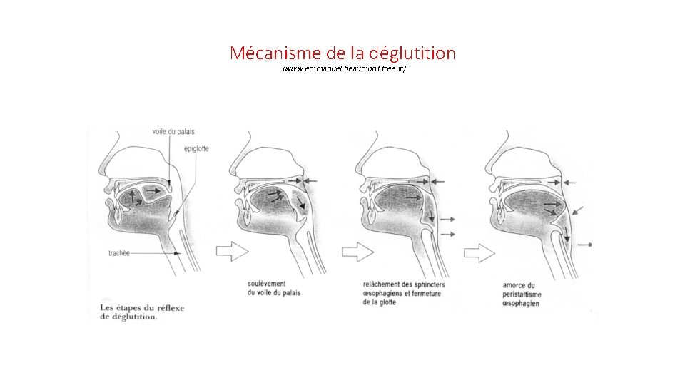 Mécanisme de la déglutition (www. emmanuel. beaumont. free. fr) 