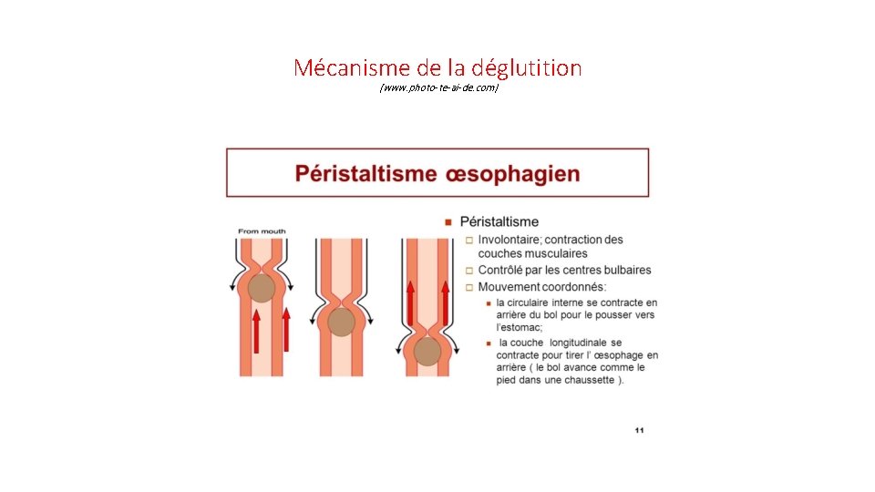 Mécanisme de la déglutition (www. photo-te-ai-de. com) 