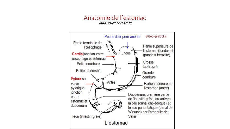 Anatomie de l’estomac (www. georges. dolisi. free. fr) 