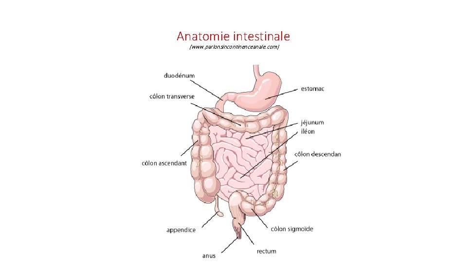 Anatomie intestinale (www. parlonsincontinenceanale. com) 