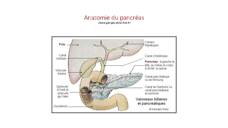 Anatomie du pancréas (www. georges. dolisi. free. fr) 