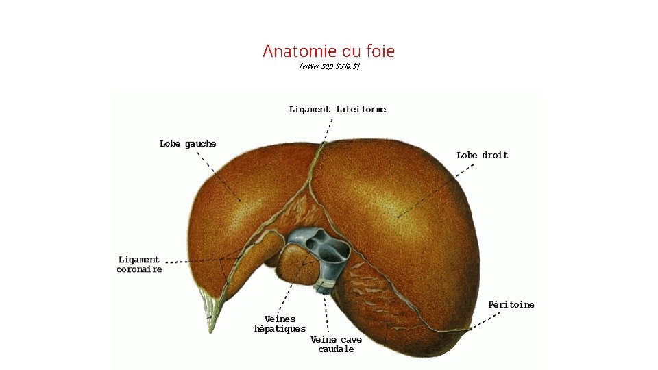 Anatomie du foie (www-sop. inria. fr) 