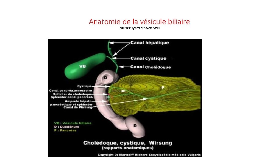 Anatomie de la vésicule biliaire (www. vulgaris-medical. com) 