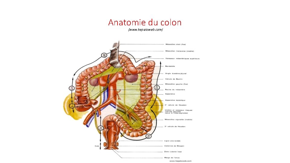 Anatomie du colon (www. hepatoweb. com) 