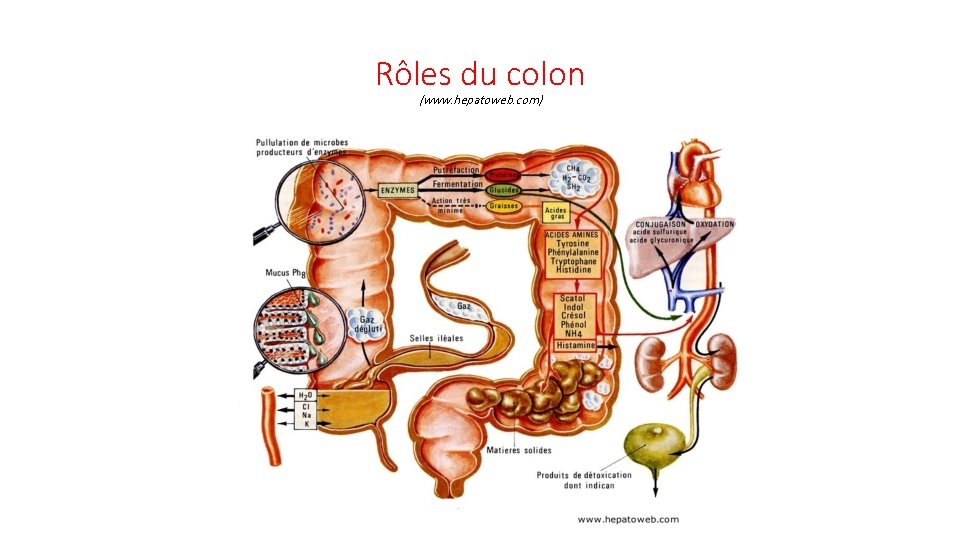Rôles du colon (www. hepatoweb. com) 
