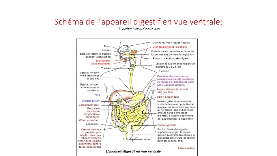 Schéma de l’appareil digestif en vue ventrale: (http: //www. medicalorama. com) 
