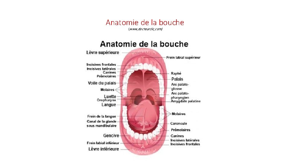 Anatomie de la bouche (www, docteurclic, com) 