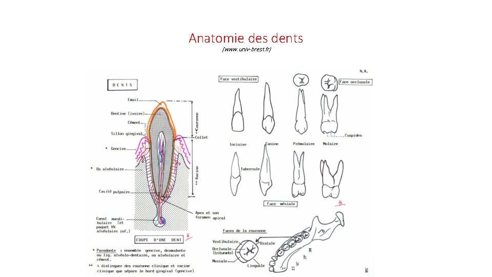 Anatomie des dents (www. univ-brest. fr) 